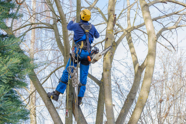 How Our Tree Care Process Works  in  Waynesboro, VA